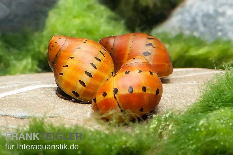 Néritine ponctuée, Neritina semiconica