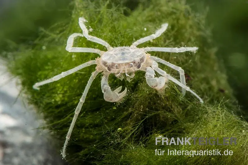 Microcrabe, Limnopilos naiyanetri