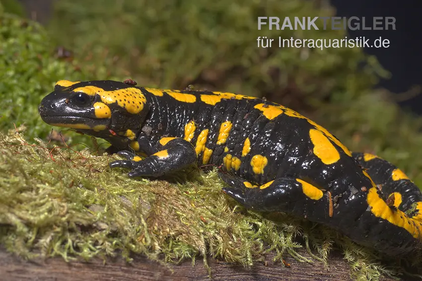 Salamandre tachetée, Salamandra salamandra