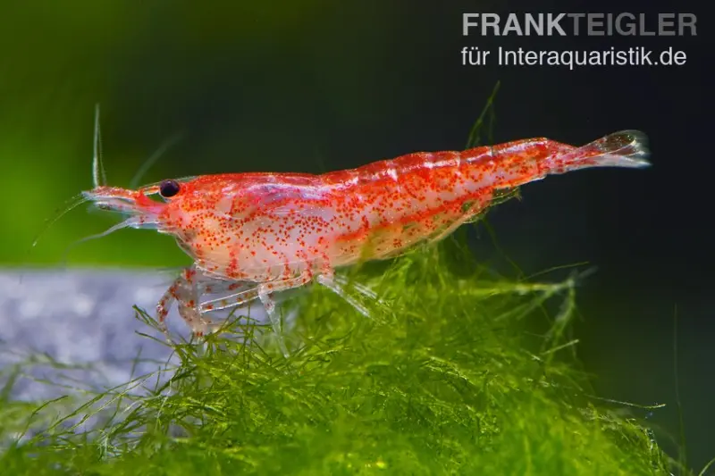 Crevette naine rouge, Neocaridina davidi « Red fire »