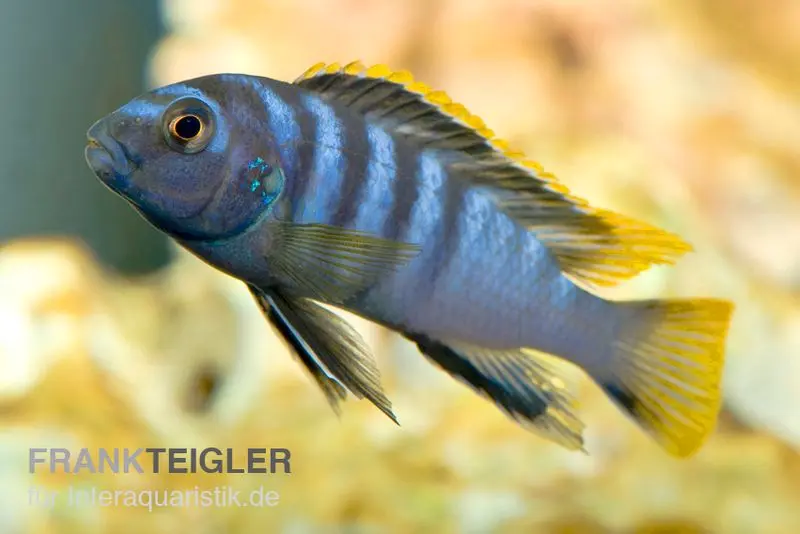 Labidochromis spec. MBAMBA BAY, 4-5 cm élevage allemand