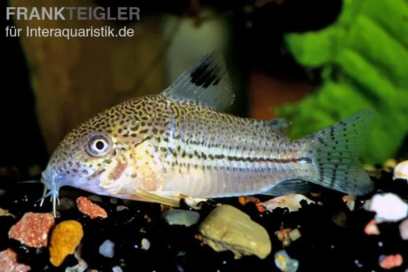 Corydoras de Julii, Corydoras julii