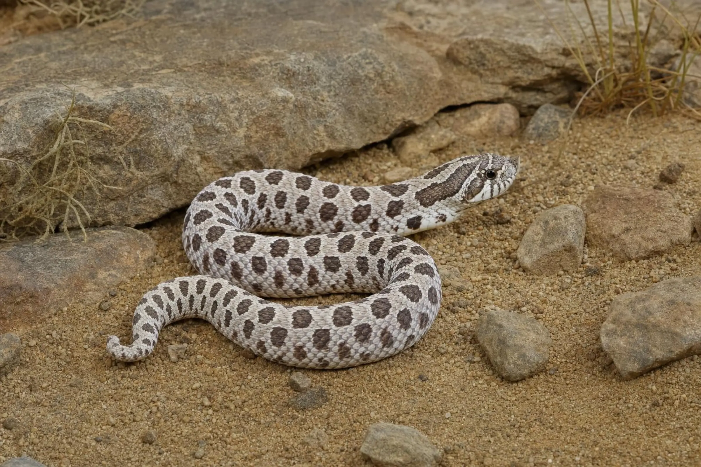 Couleuvre à nez crochu de l’Ouest « Arctic Superconda », Heterodon nasicus