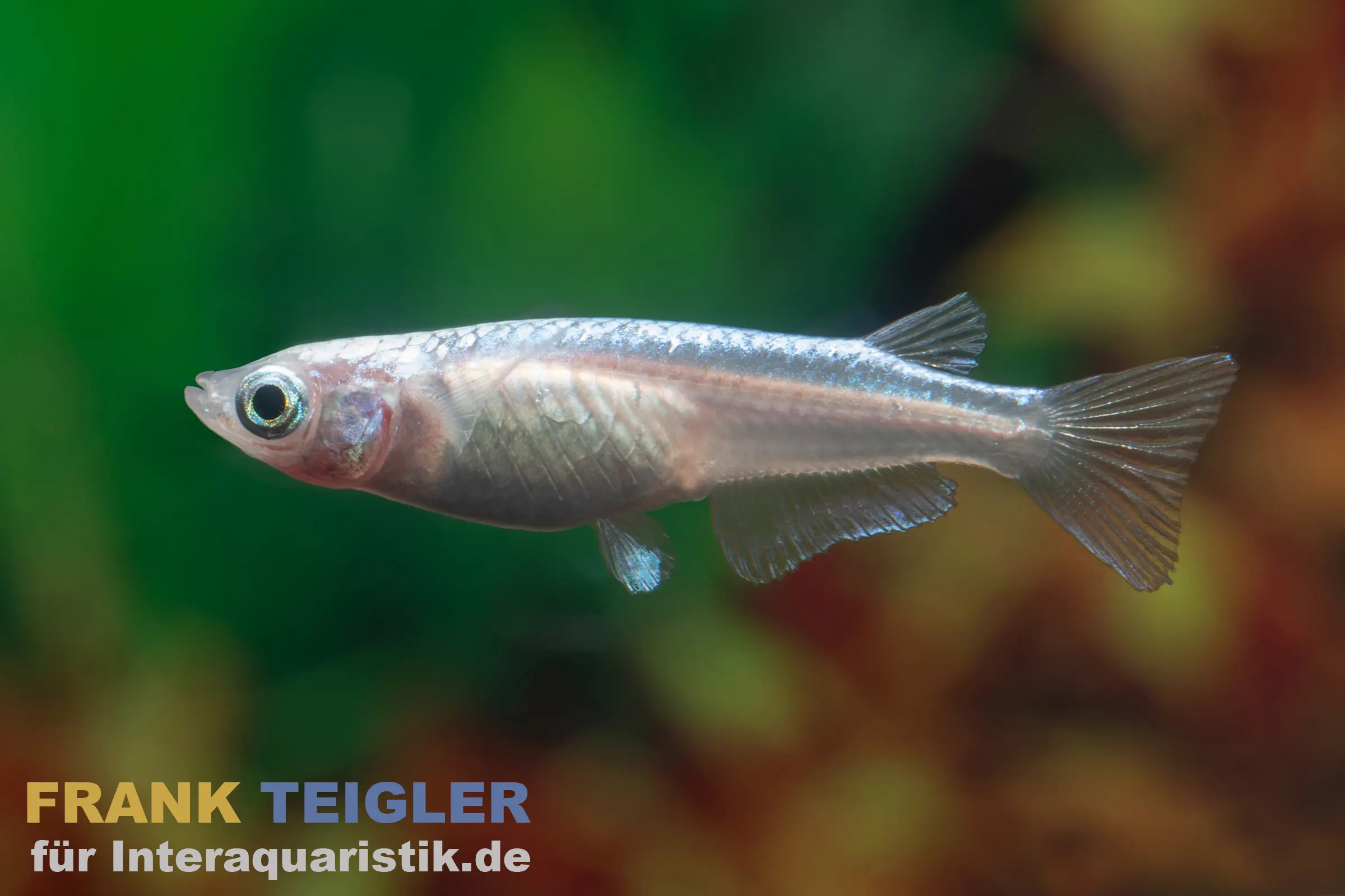 Medaka Platinum Blanc, Oryzias latipes Platinum White