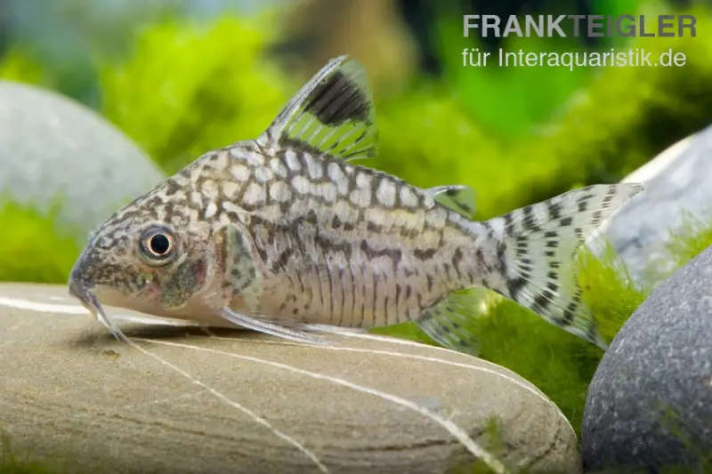 Corydoras à motif réticulé, Corydoras reticulatus