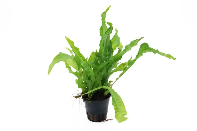 Fougère de Java à larges feuilles, Microsorum pteropus latifolius, en pot