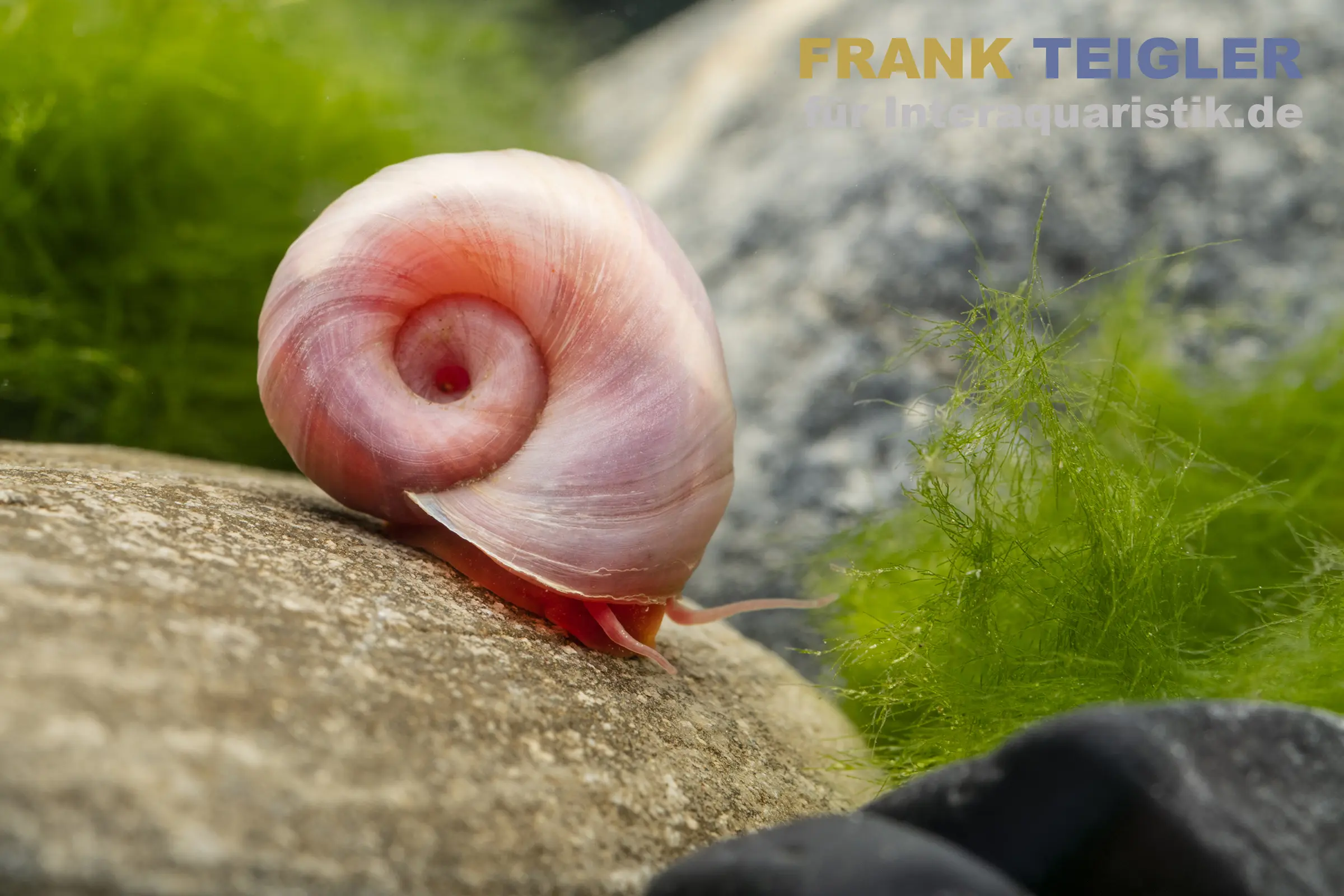 Petite planorbe rose, Planorbella duryi var. Rosa