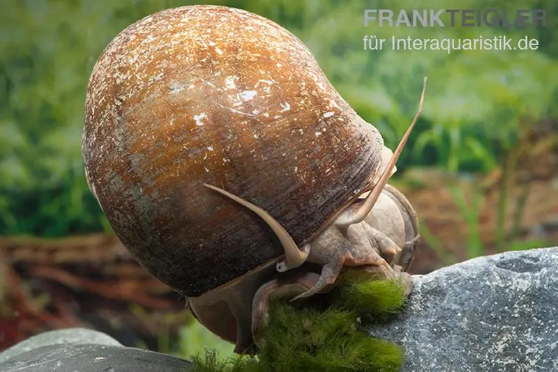 Escargot-pomme géant africain, Pila wernei