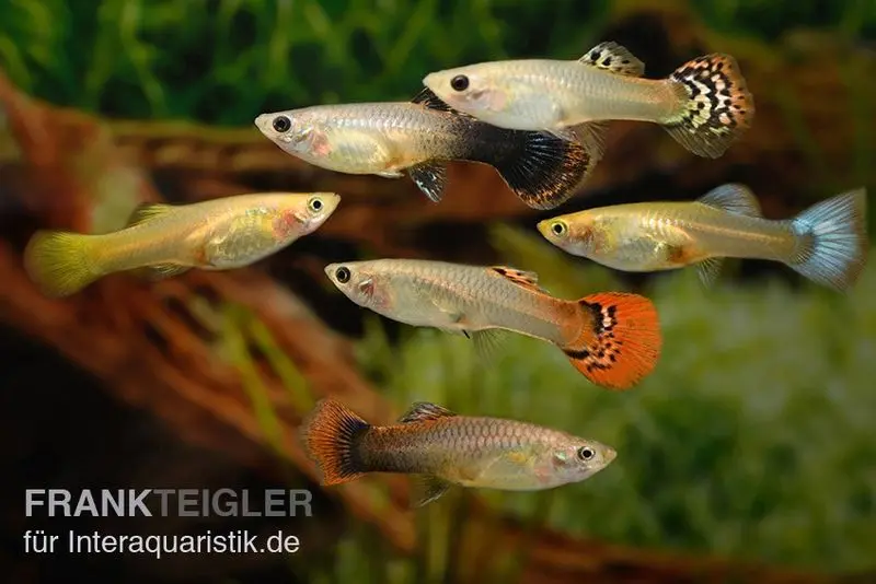 Guppy femelles XXXL, mélange de couleurs, 25 animaux, Poecilia reticulata