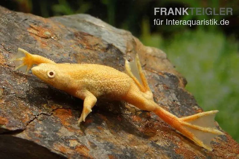 Grenouille naine africaine dorée, Hymenochirus boettgeri gold