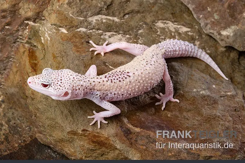 Gecko léopard, Eublepharis macularius, BELL ALBINO ENIGMA