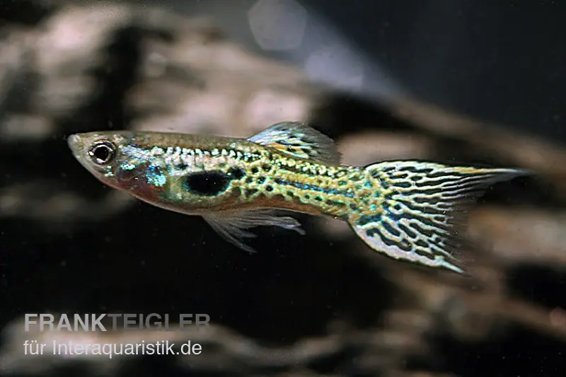 Guppy Endler Cobra vert, Poecilia wingei, par couple