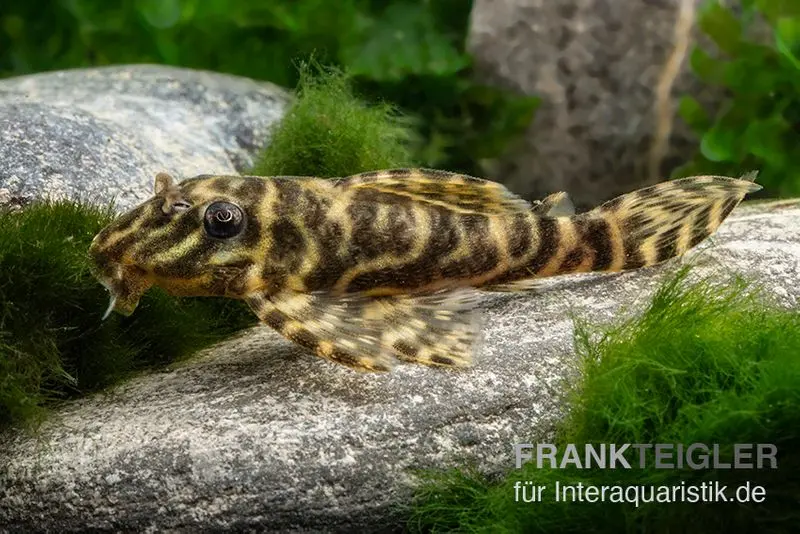 Silure zébré chocolat, L270, Hypancistrus sp.