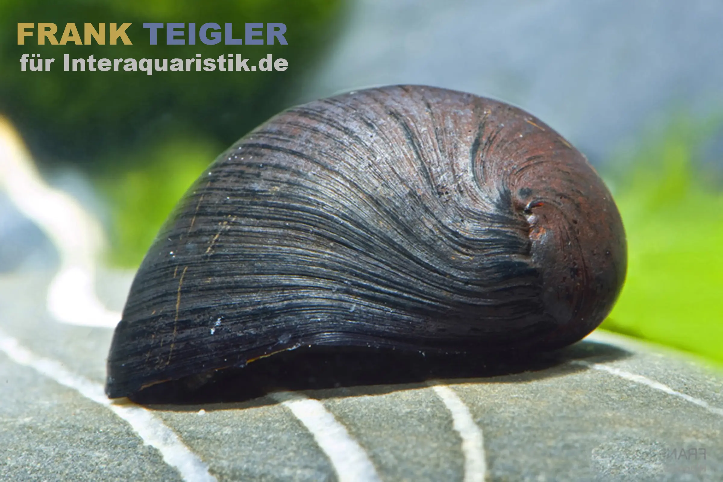 Néritine à chapeau anthracite / escargot casque d’acier, Neritina sp