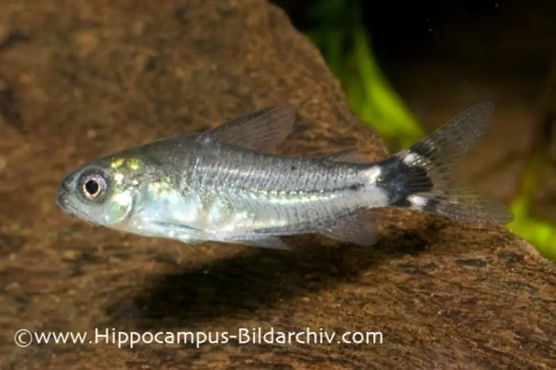 Corydoras nain à tache en croissant, Corydoras hastatus (mini-poisson)