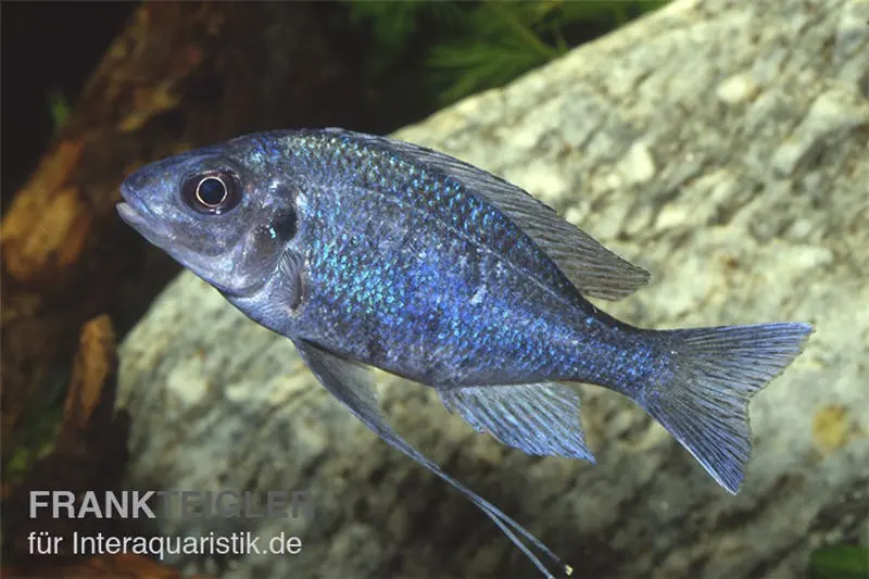 Incubateur buccal bleu à fils, Ophthalmotilapia ventralis