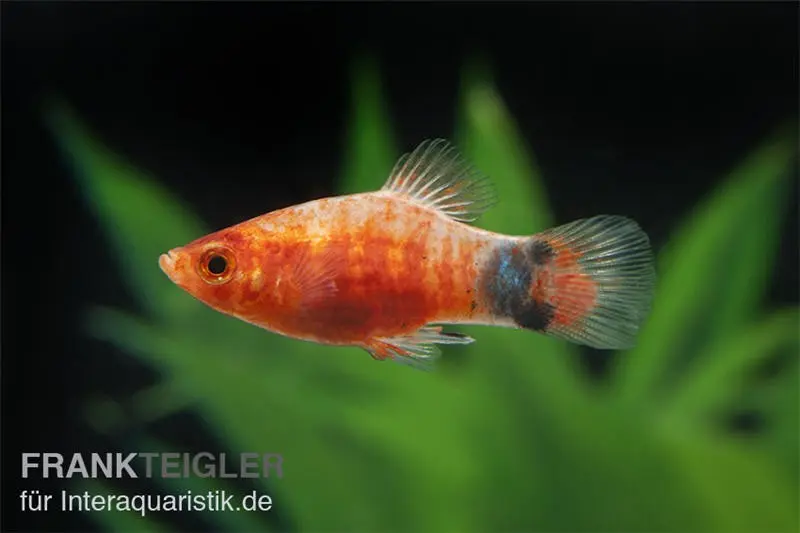 Platy Mickey Mouse Bleeding Heart, Xiphophorus maculatus