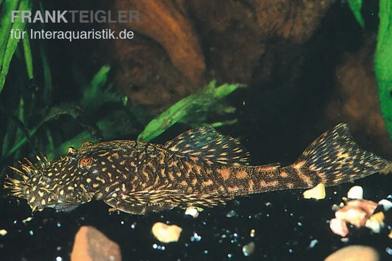 Ancistrus marbré, Ancistrus claro, LDA 8, élevage allemand