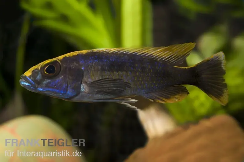 Incubateur buccal à tête soufrée, Otopharynx lithobates, élevage allemand
