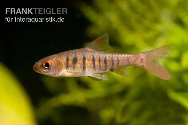 Barbus à rayures bleues, Barbus barilioides/fasciolatus élevage allemand