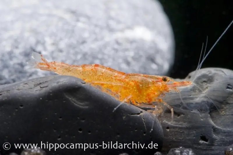 Crevette mandarine, Caridina thambipillai (Caridina propinqua)