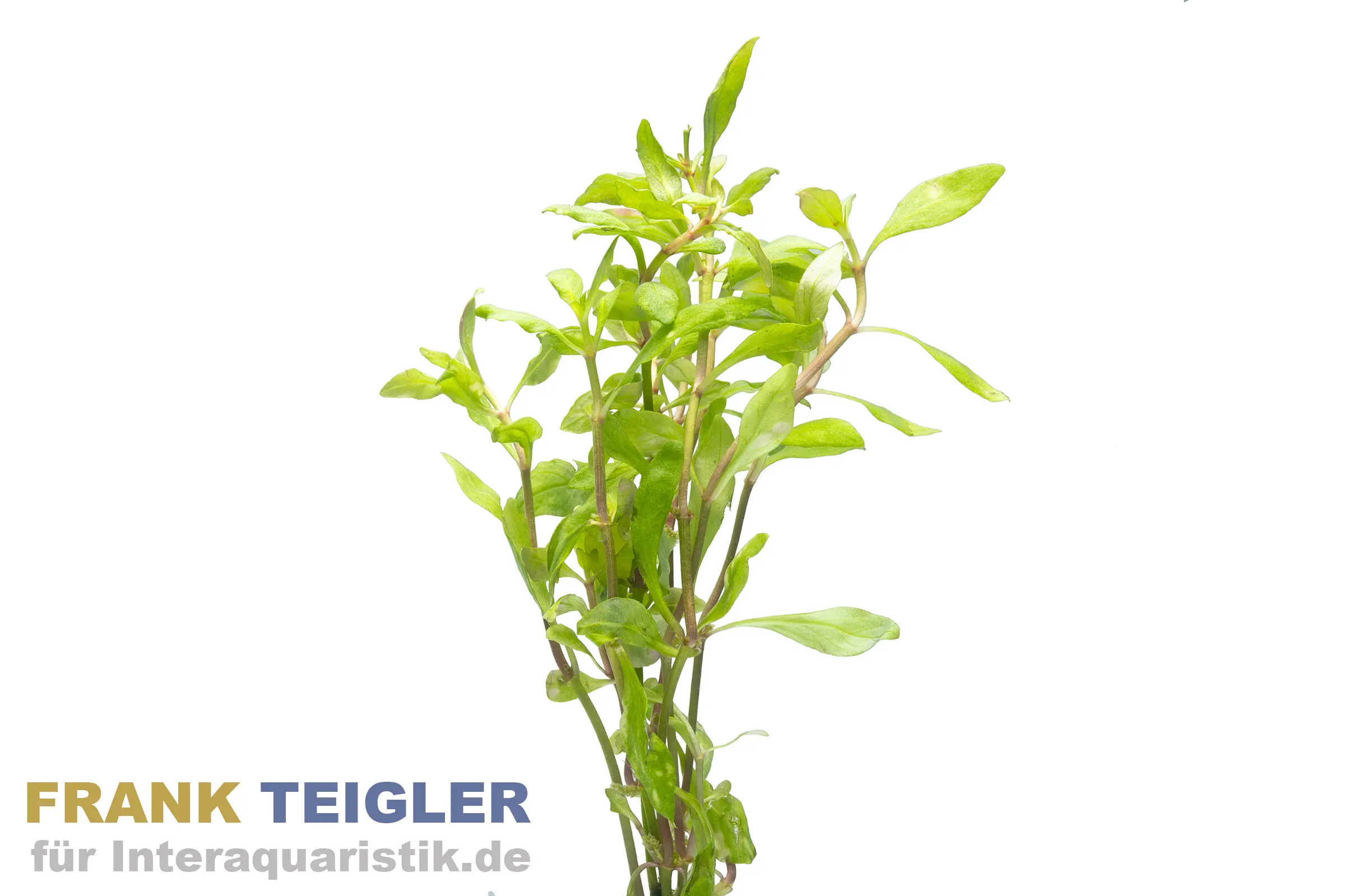 Alternanthère à feuilles étroites Alternanthera reineckii « Bronze », bouquet