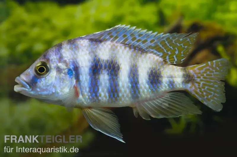 Cichlidé Milomo, Placidochromis milomo super VC10, élevage allemand