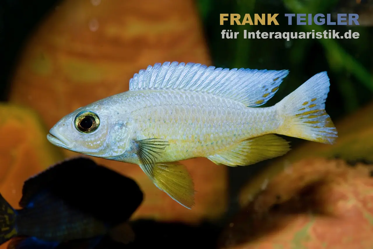 Cichlidé azur blanc, Sciaenochromis fryeri snow white, 4-5 cm