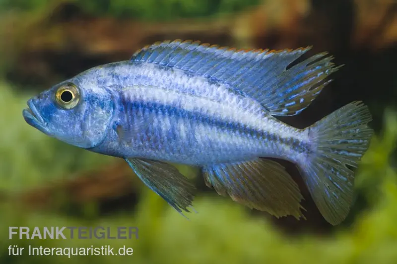cichlidé couteau, Dimidiochromis compressiceps, élevage allemand