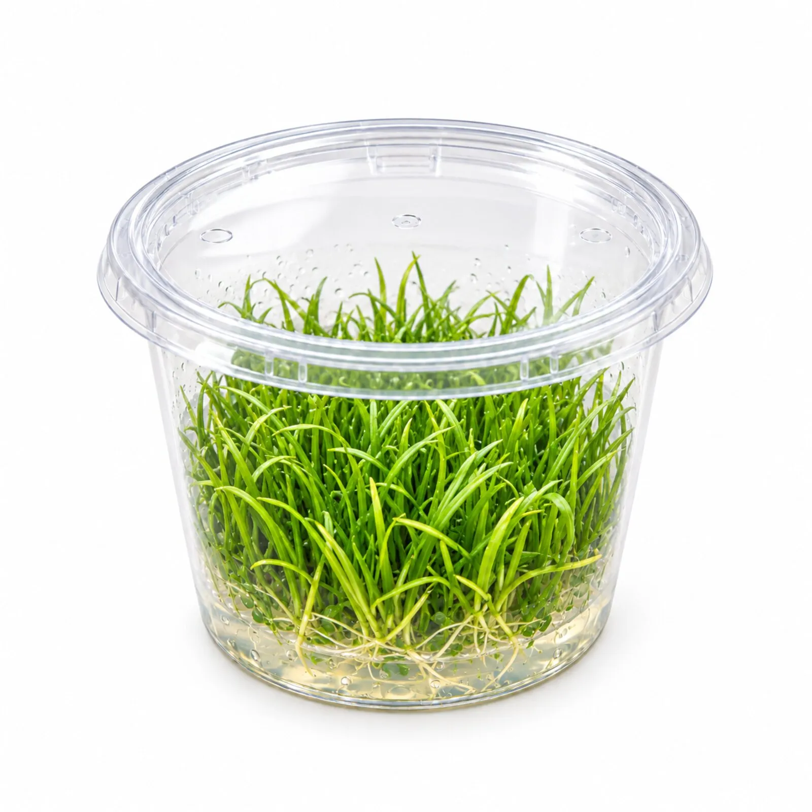 Gazon néo-zélandais, Lilaeopsis brasiliensis, In Vitro