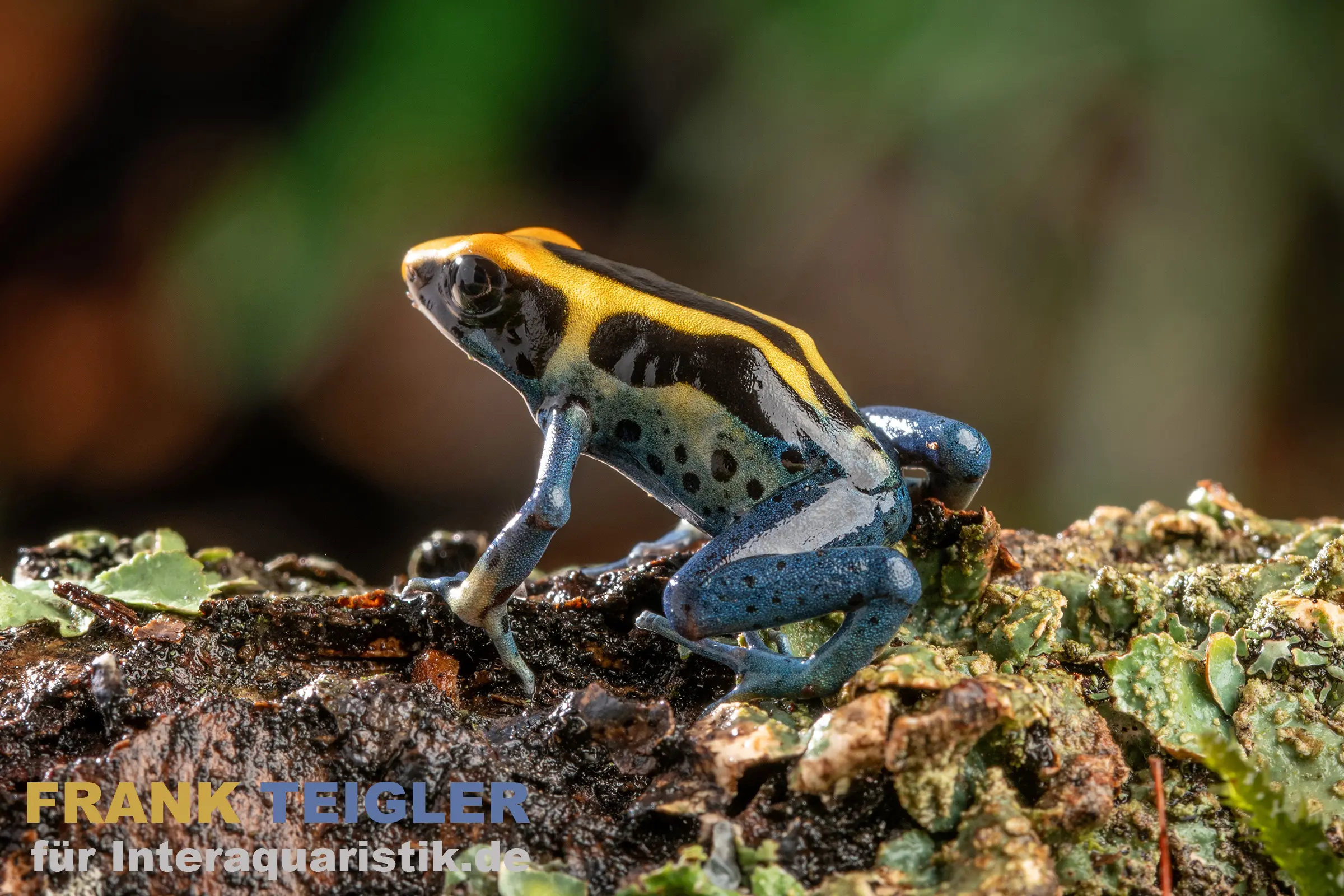 Dendrobate tinctorius Patricia, Dendrobates tinctorius Patricia