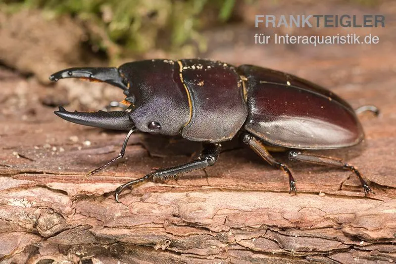 Scarabée à tête cuirassée Taurus, Dorcus taurus