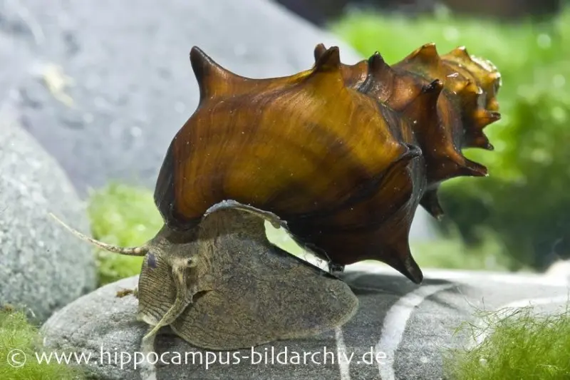 Escargot mélanie épineux, Brotia pagodula