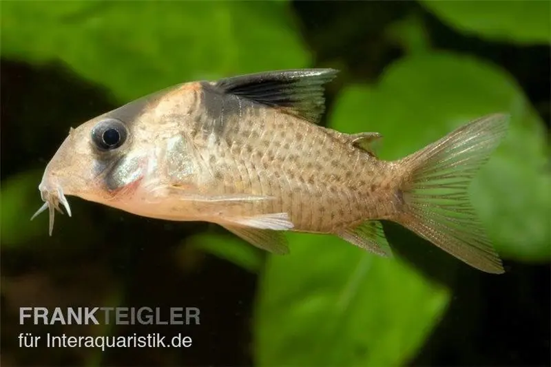 Corydoras à bande noire, Corydoras melanistius / Corydoras wotroi