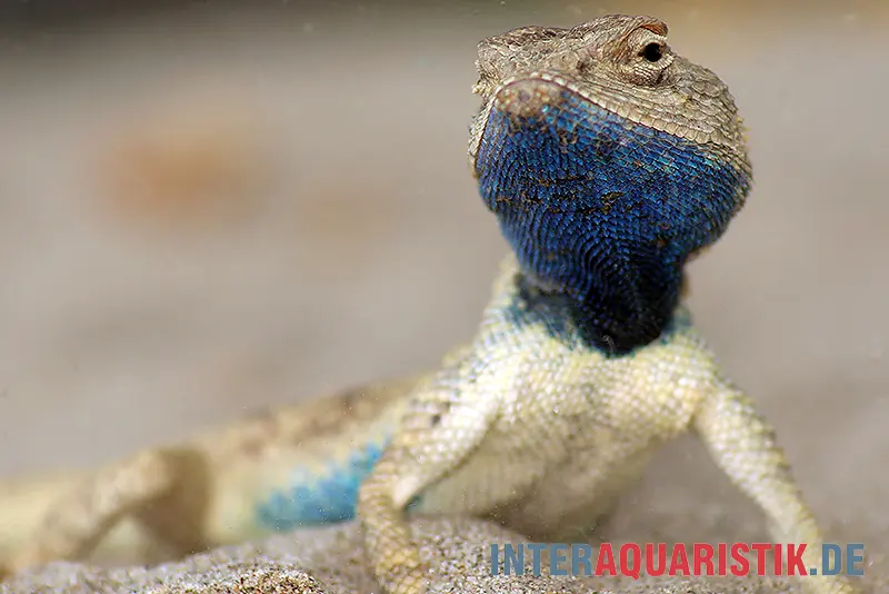 Agame du désert, Agama mutabilis