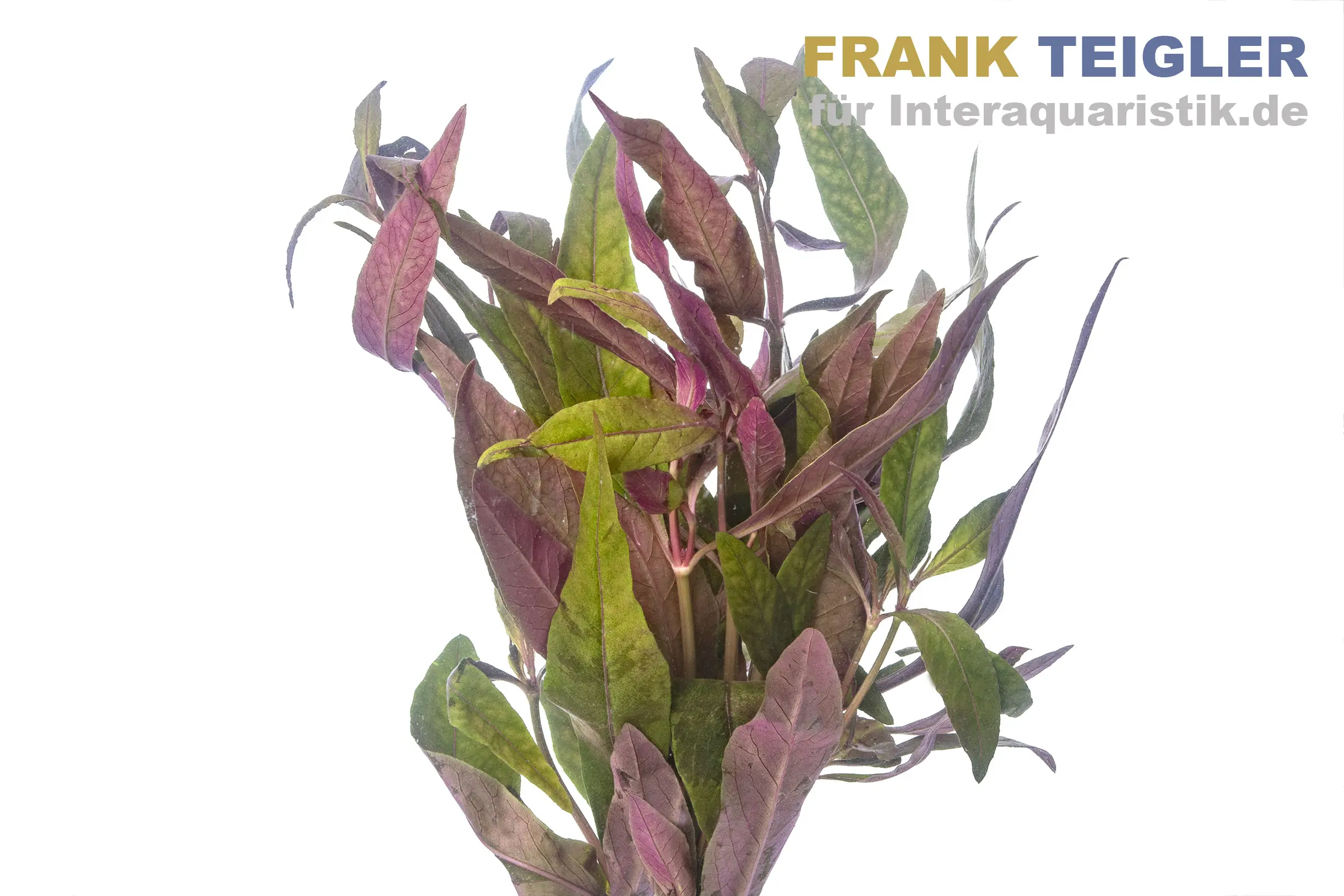 Alternanthère sessile, Alternanthera sessilis, botte