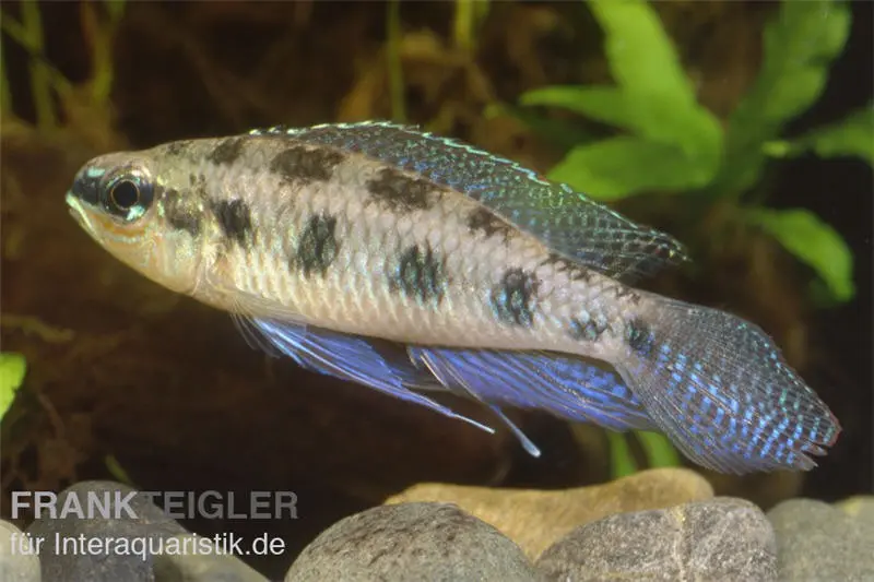 Cichlidé damier, Dicrossus maculatus (Crenicara maculata)