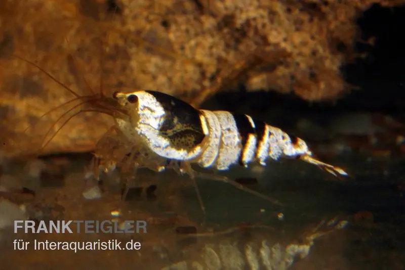 Crevette Black Bee Mosura, Caridina logemanni