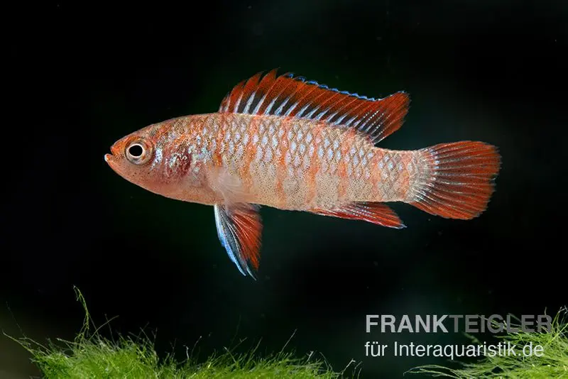 Badis nain écarlate, Dario dario (mini-poisson)