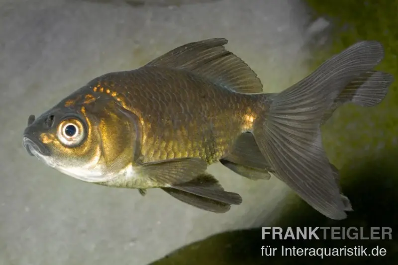 Queue-de-voile bronze, Carassius auratus (eau froide)