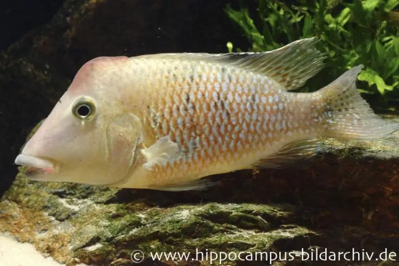 Mangeur de terre à coiffe rouge, Geophagus steindachneri