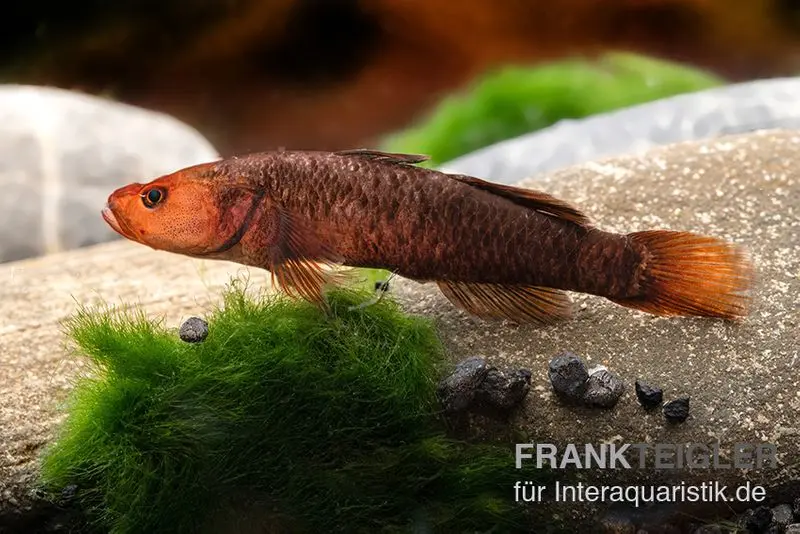 Gobie Hitam, Mugilogobius hitam