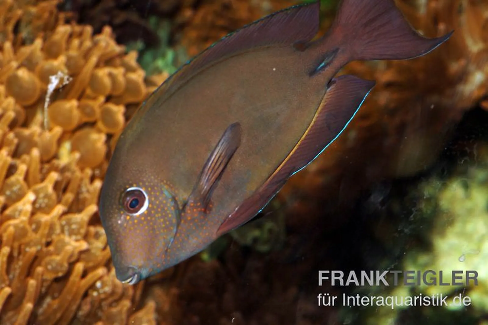 Brauner Doktorfisch, Acanthurus nigrofuscus