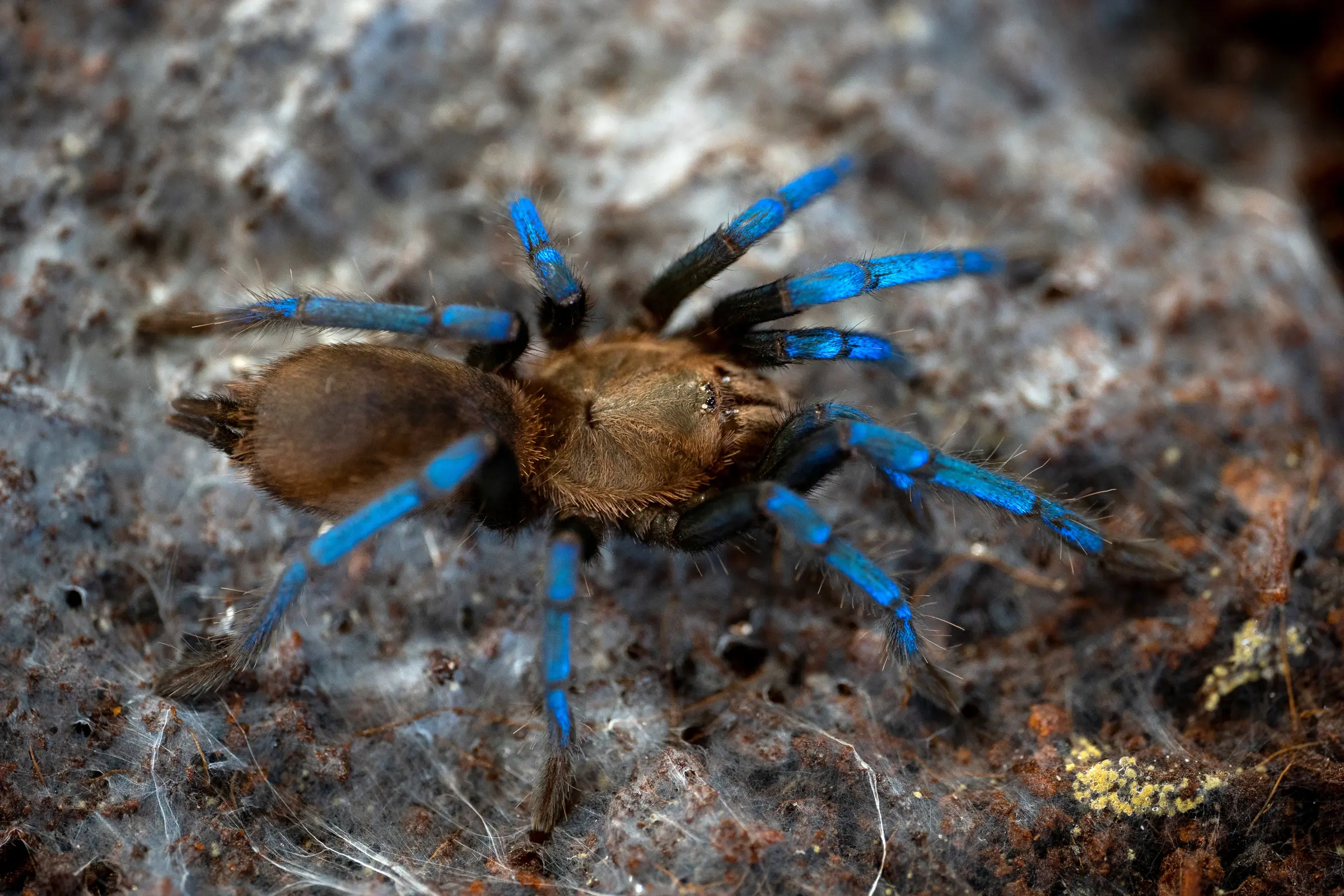 Mygale arboricole à reflets bleus, Birupes simoroxigorum