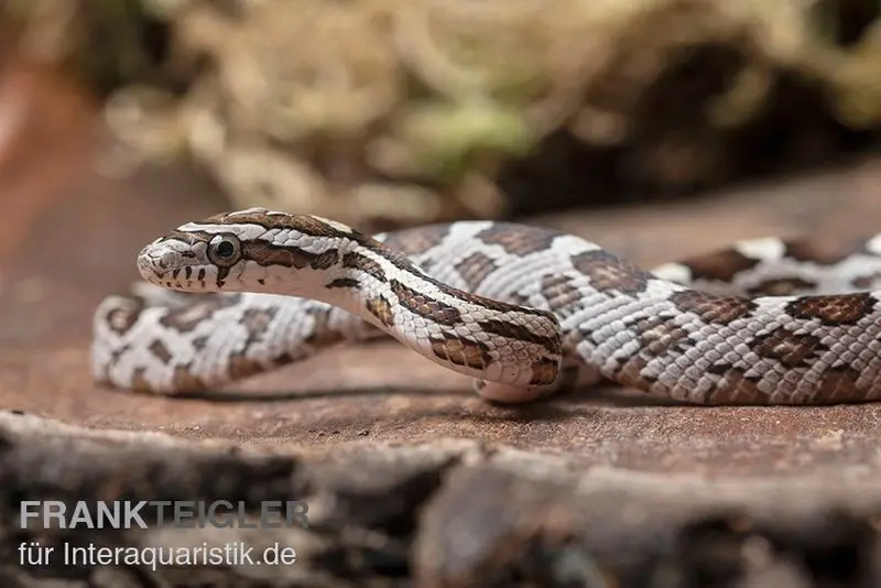 Serpent des blés, Pantherophis guttatus NORMAL