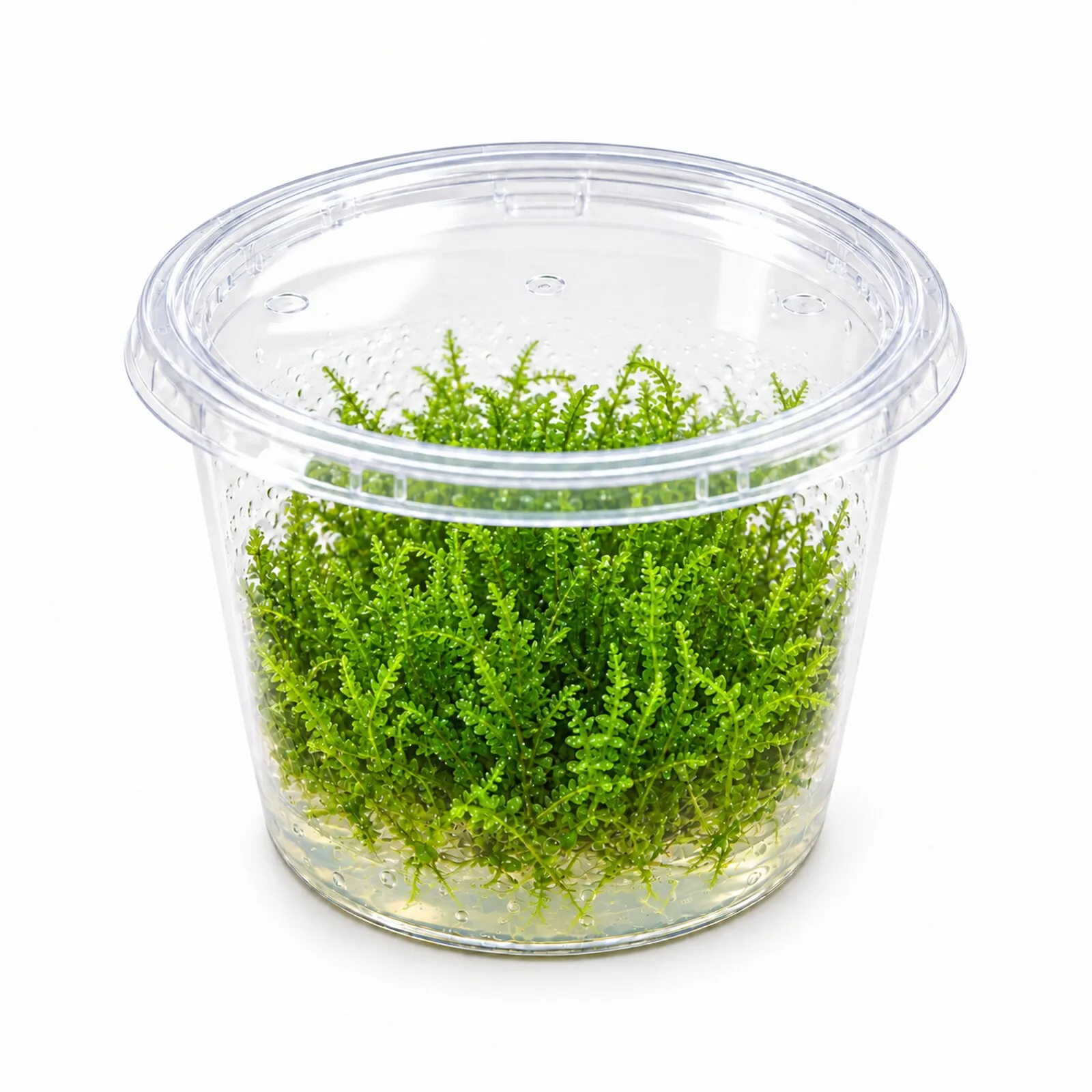 Mousse Weeping, Vesicularia ferriei, In Vitro
