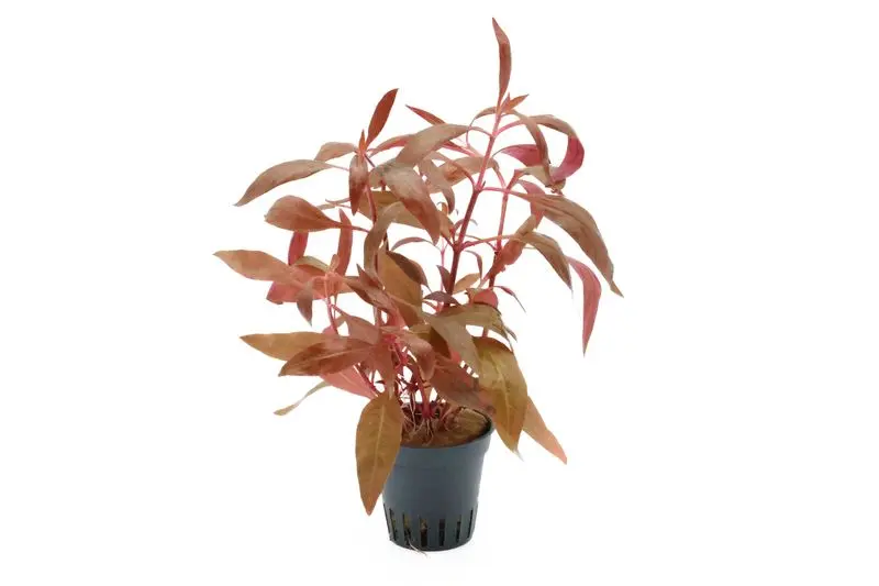 Alternanthère rouge, Alternanthera reineckii « Rosa », en pot