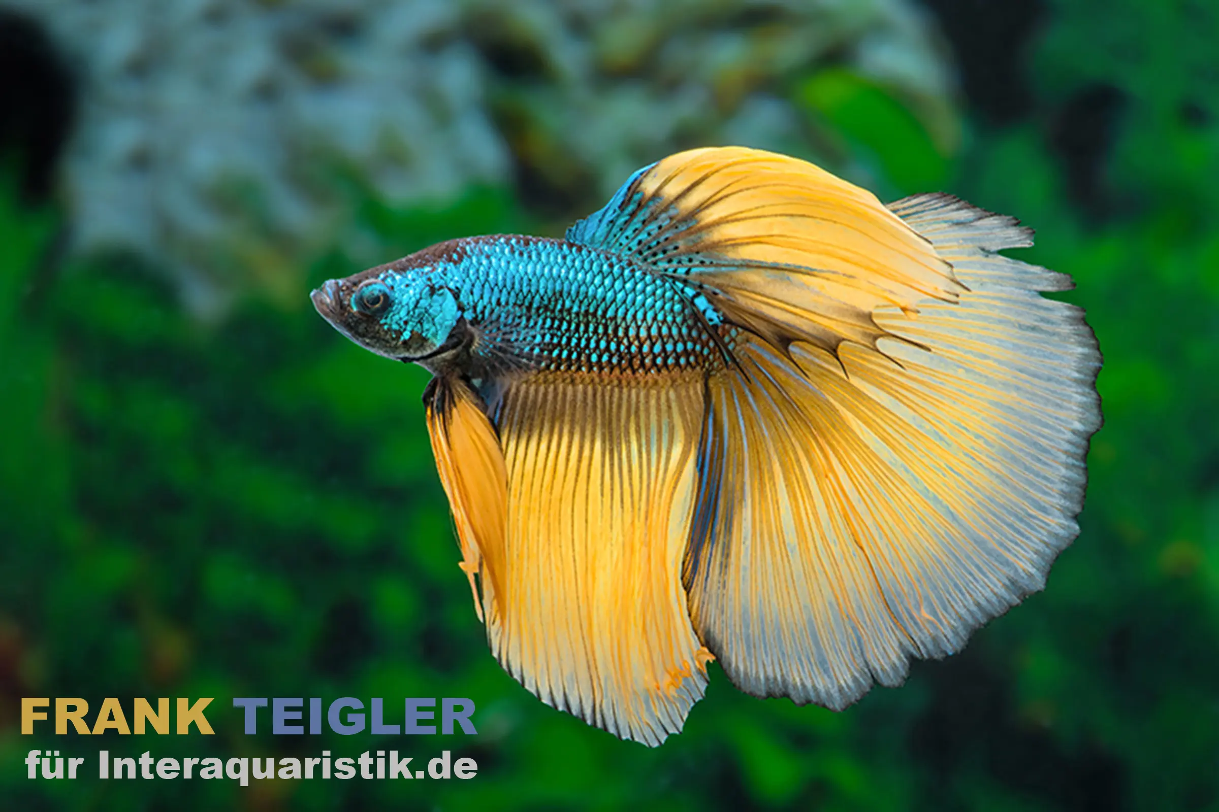 Combattant Halfmoon Mustard Gas, mâle, Betta splendens