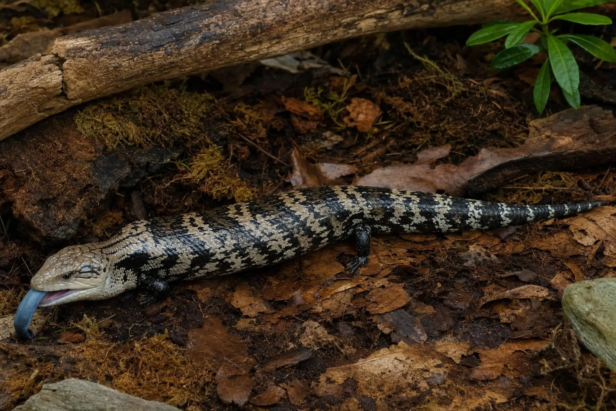 Scinque géant à langue bleue, Tiliqua gigas