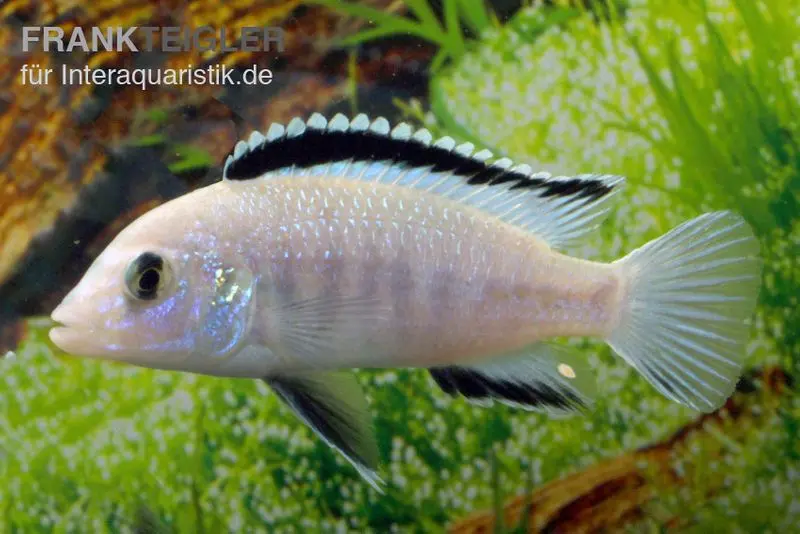 Labidochromis blanc, Labidochromis caeruleus White